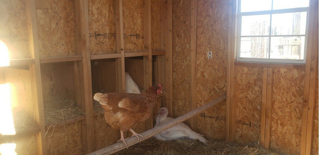 Chicken Coop Interior View with Close Up View of Chicken