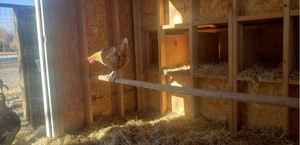 Chicken Coop Interior View with Chicken