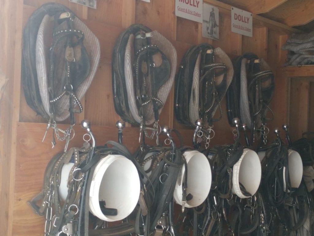 Horse Equipment Stored on Garage Wall